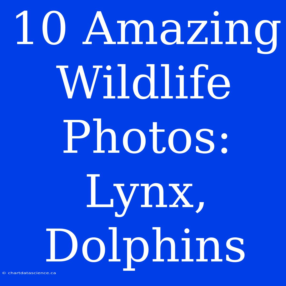 10 Amazing Wildlife Photos: Lynx, Dolphins