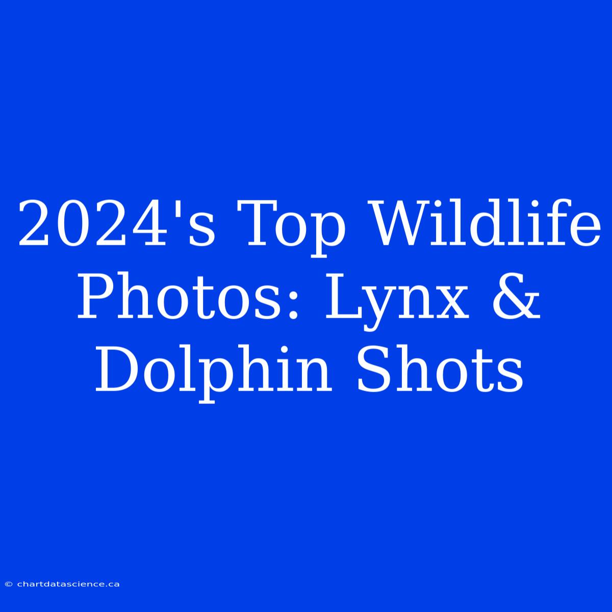 2024's Top Wildlife Photos: Lynx & Dolphin Shots