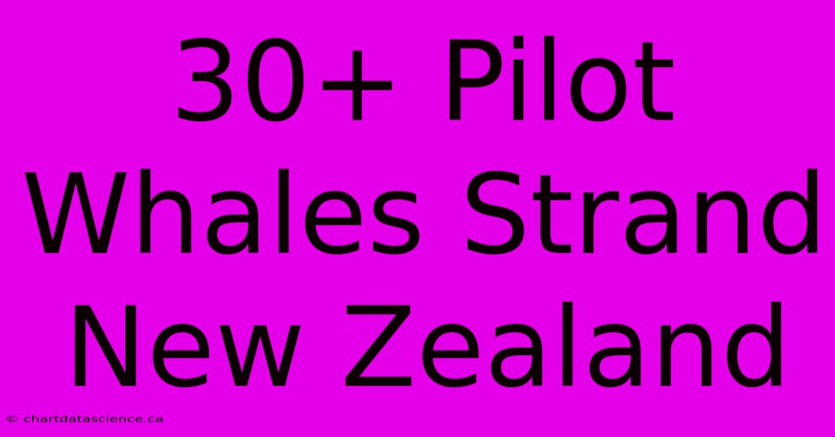 30+ Pilot Whales Strand New Zealand