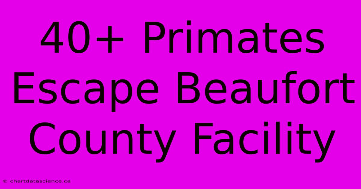 40+ Primates Escape Beaufort County Facility