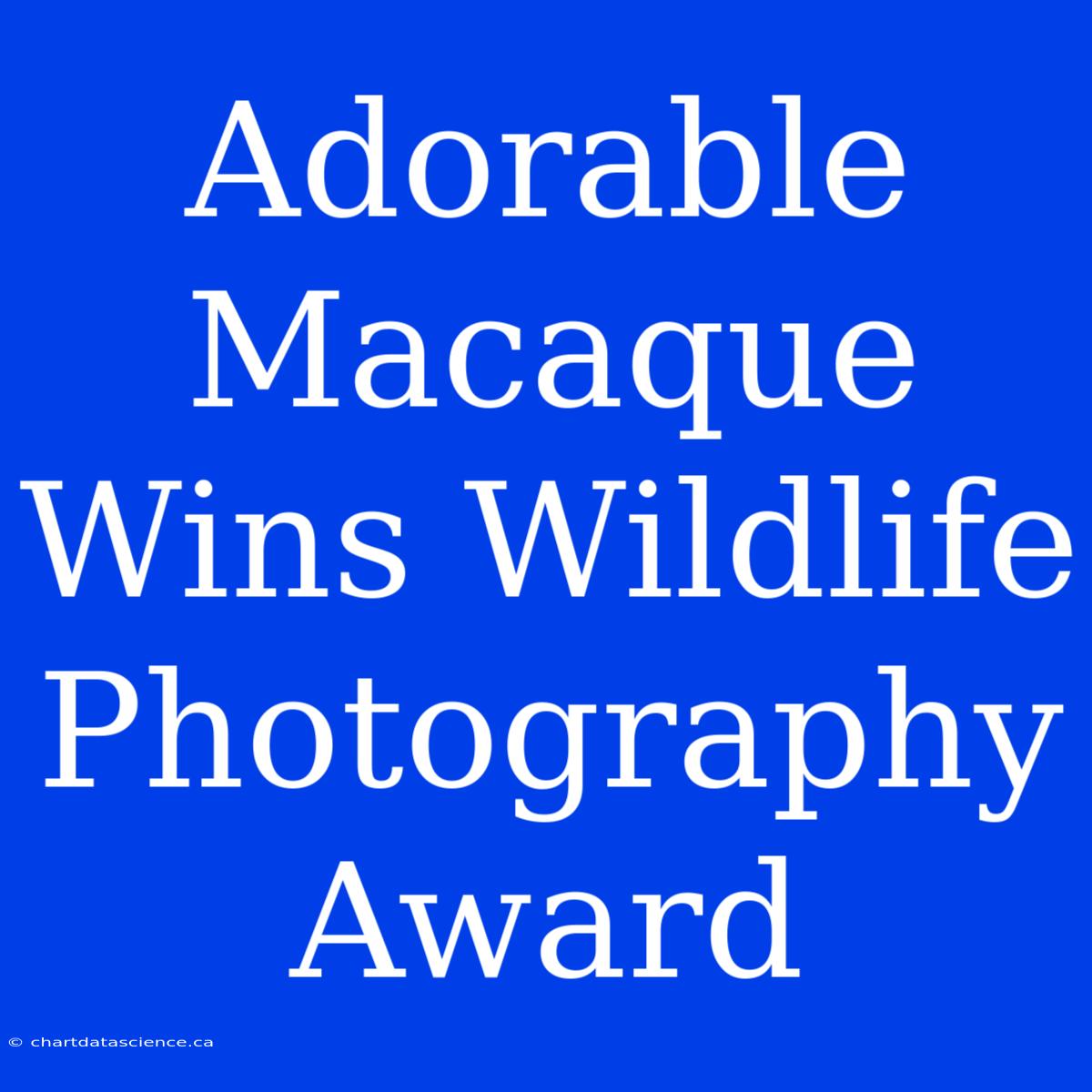 Adorable Macaque Wins Wildlife Photography Award