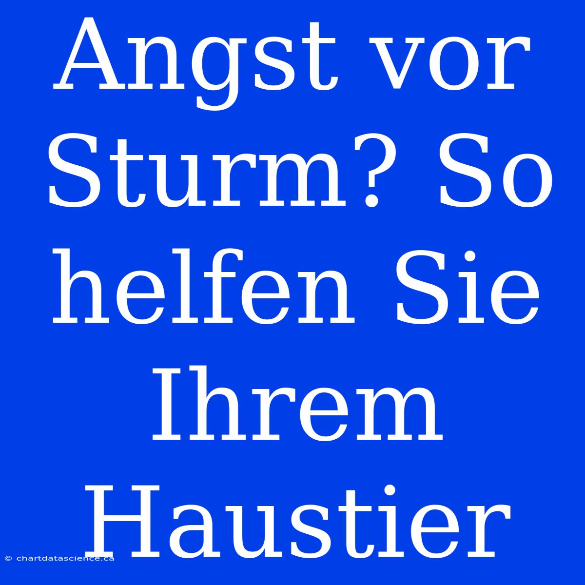 Angst Vor Sturm? So Helfen Sie Ihrem Haustier