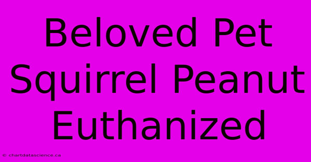 Beloved Pet Squirrel Peanut Euthanized