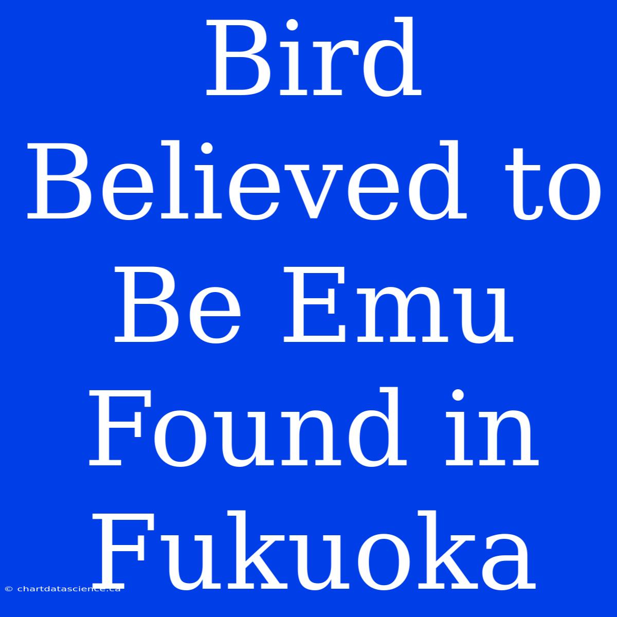 Bird Believed To Be Emu Found In Fukuoka