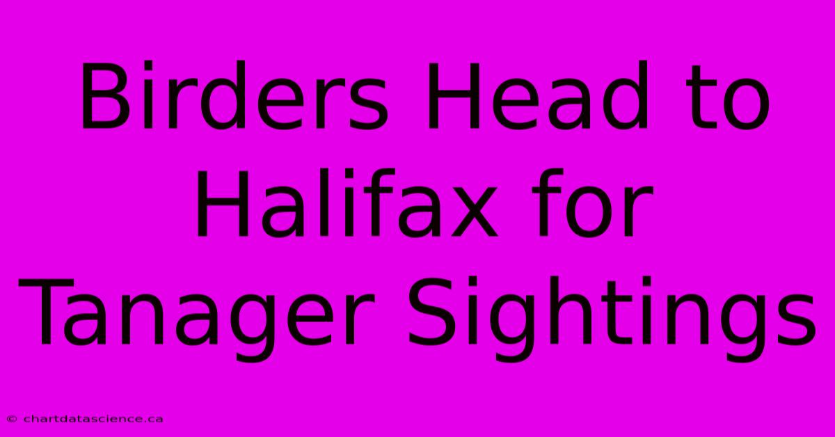 Birders Head To Halifax For Tanager Sightings 