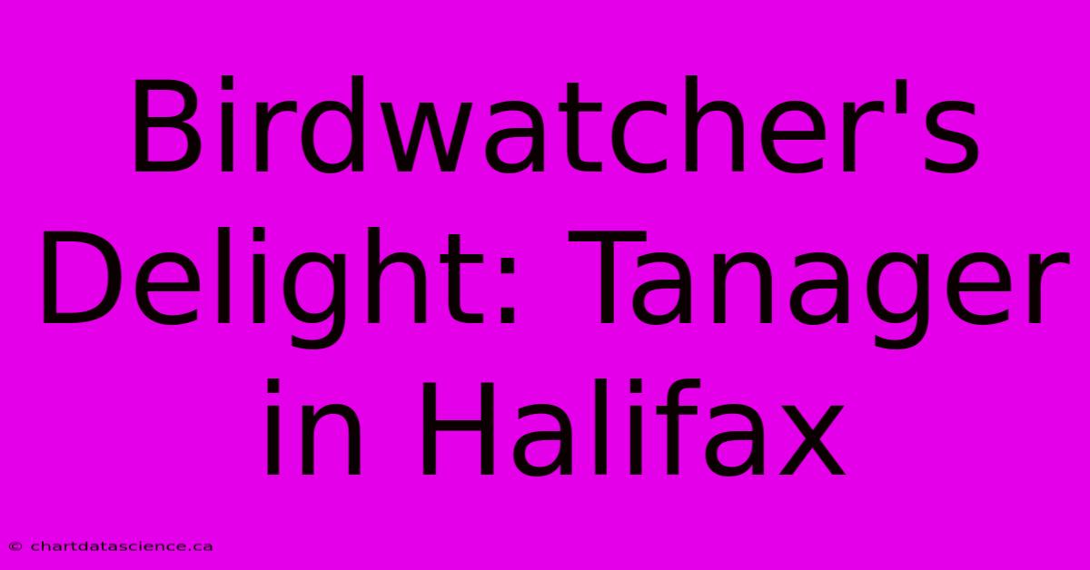 Birdwatcher's Delight: Tanager In Halifax