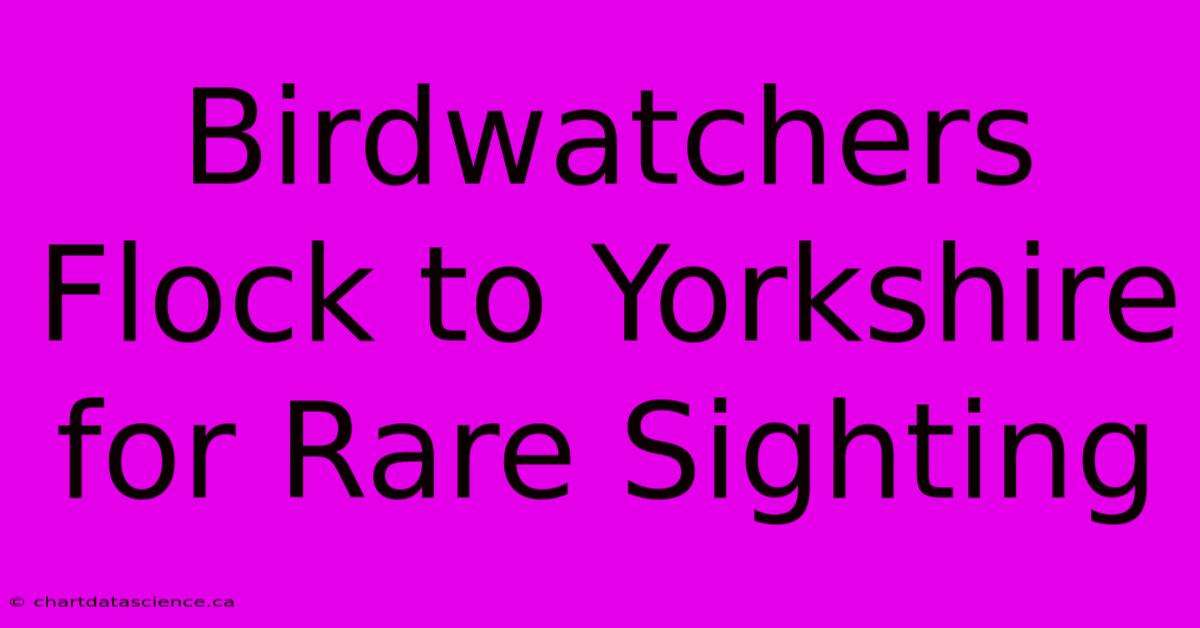 Birdwatchers Flock To Yorkshire For Rare Sighting