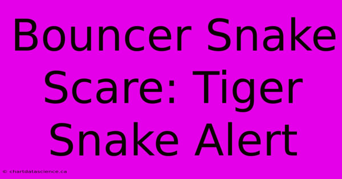 Bouncer Snake Scare: Tiger Snake Alert