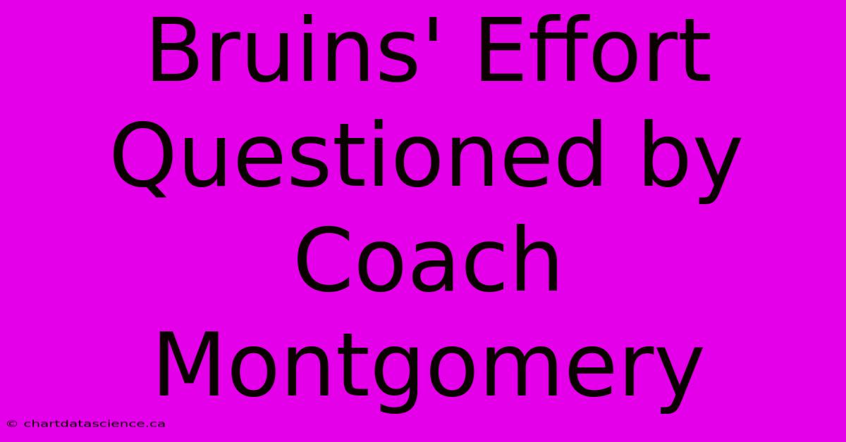 Bruins' Effort Questioned By Coach Montgomery