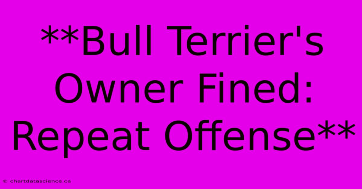 **Bull Terrier's Owner Fined: Repeat Offense**