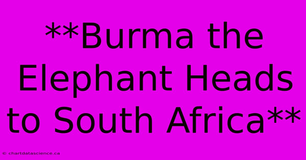 **Burma The Elephant Heads To South Africa** 