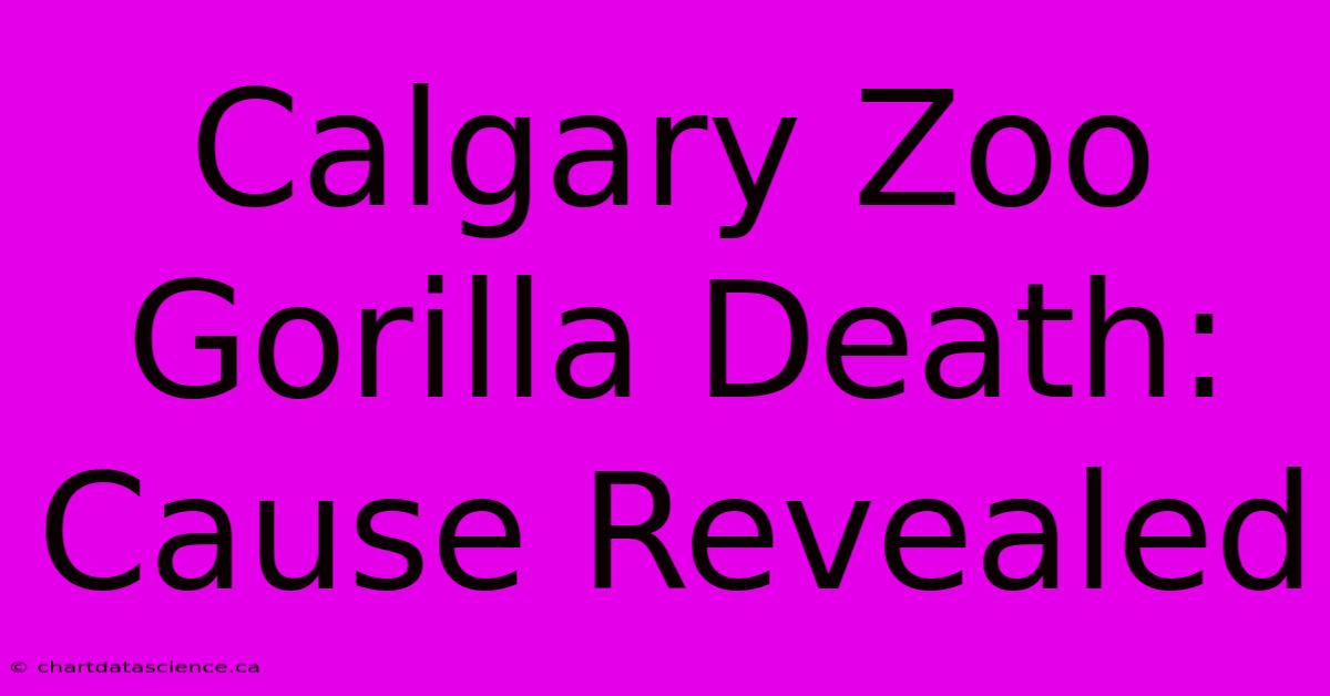 Calgary Zoo Gorilla Death: Cause Revealed