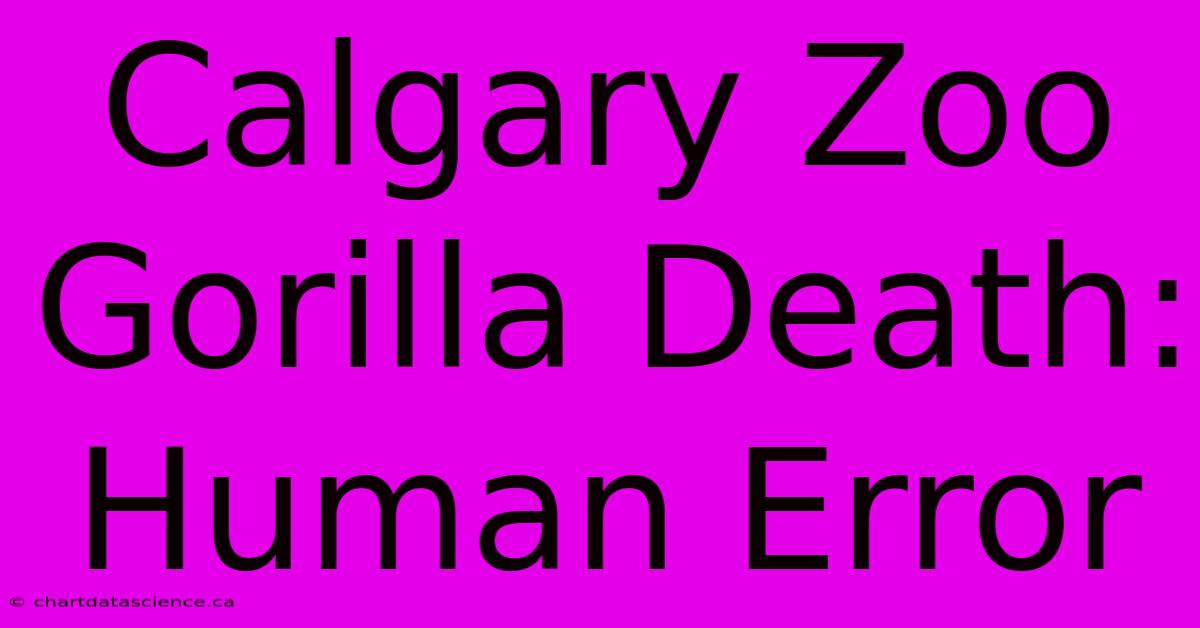 Calgary Zoo Gorilla Death: Human Error