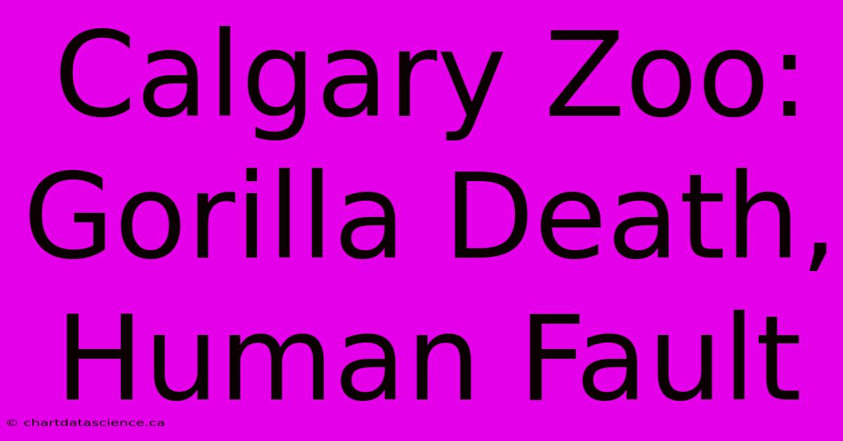 Calgary Zoo: Gorilla Death, Human Fault