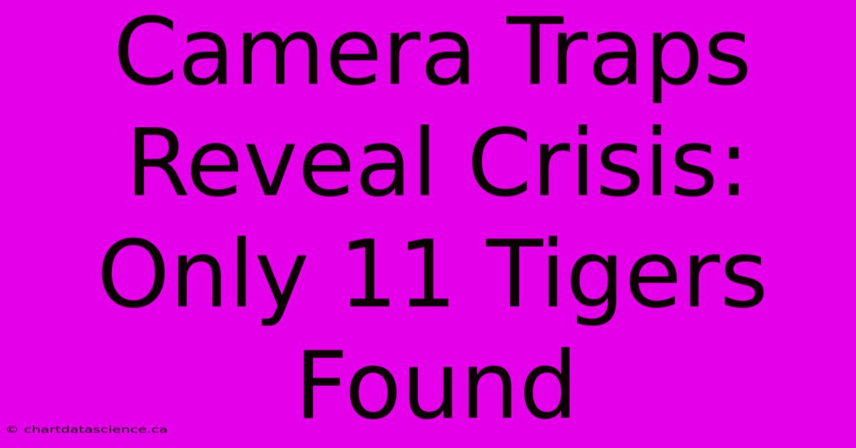 Camera Traps Reveal Crisis: Only 11 Tigers Found