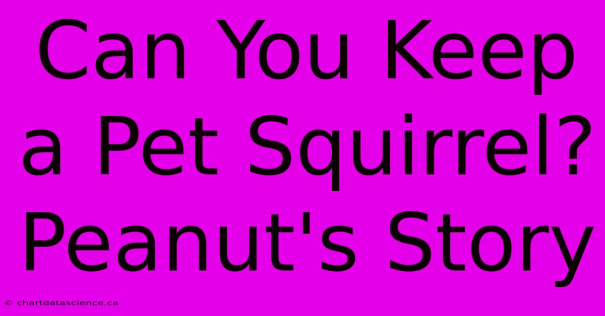 Can You Keep A Pet Squirrel? Peanut's Story