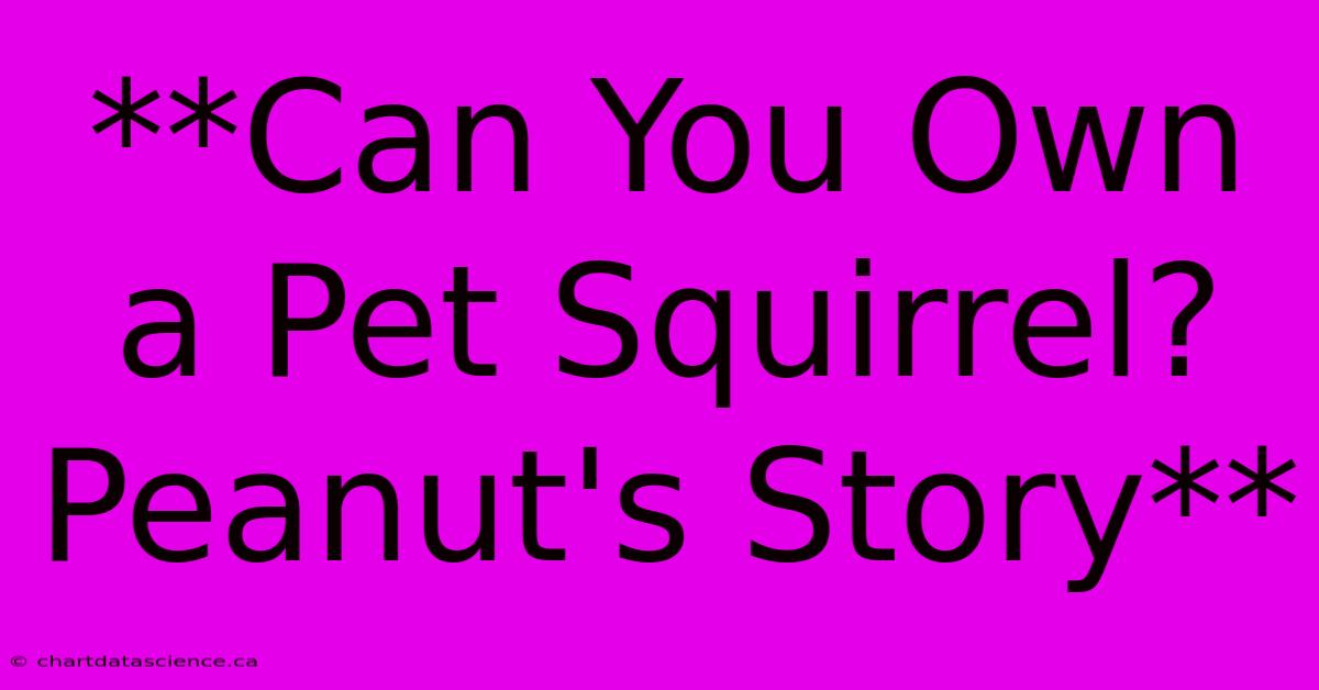 **Can You Own A Pet Squirrel? Peanut's Story**