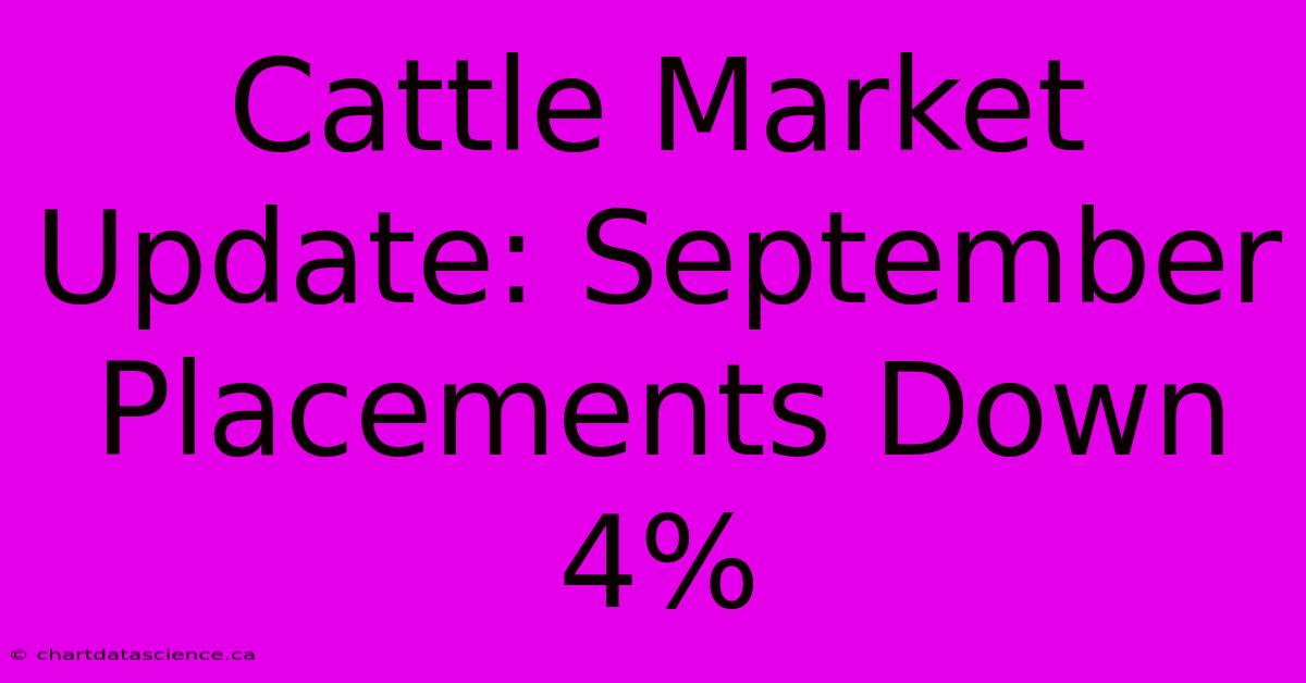 Cattle Market Update: September Placements Down 4%