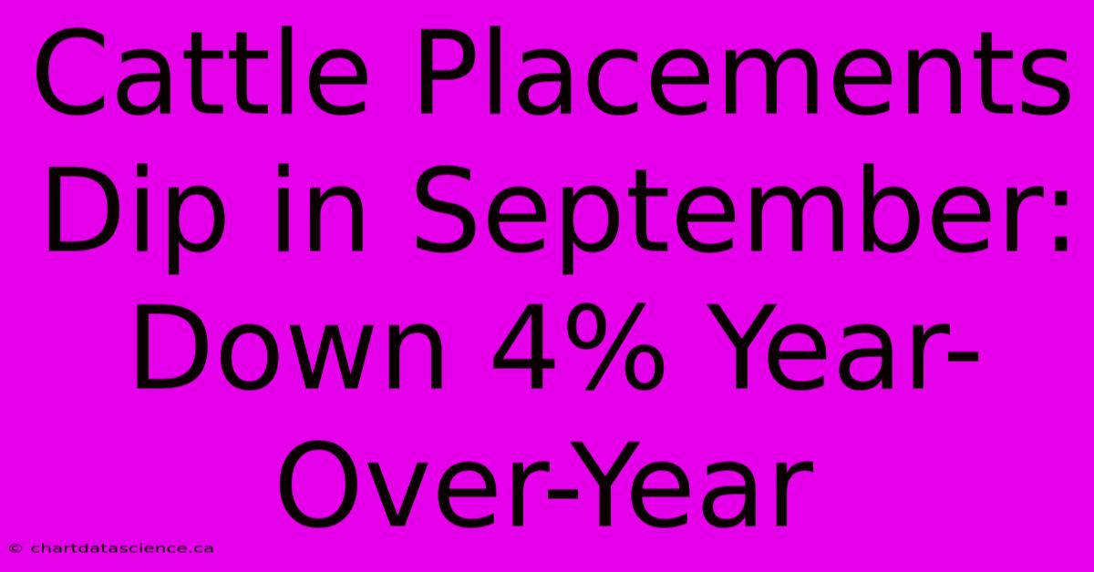 Cattle Placements Dip In September: Down 4% Year-Over-Year