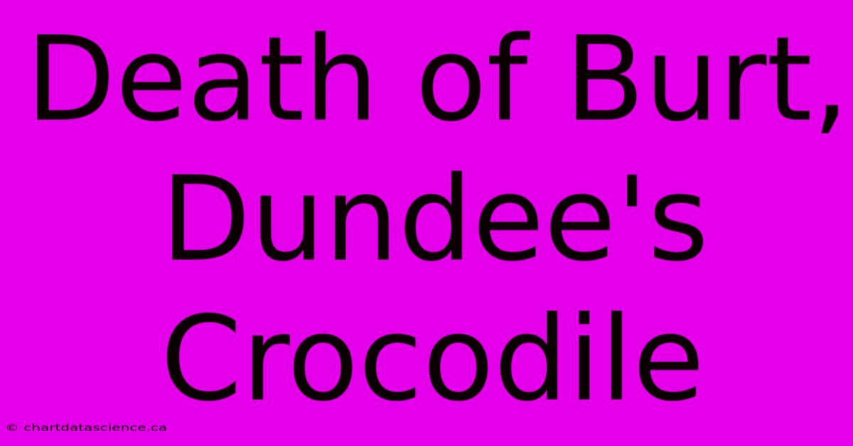 Death Of Burt, Dundee's Crocodile