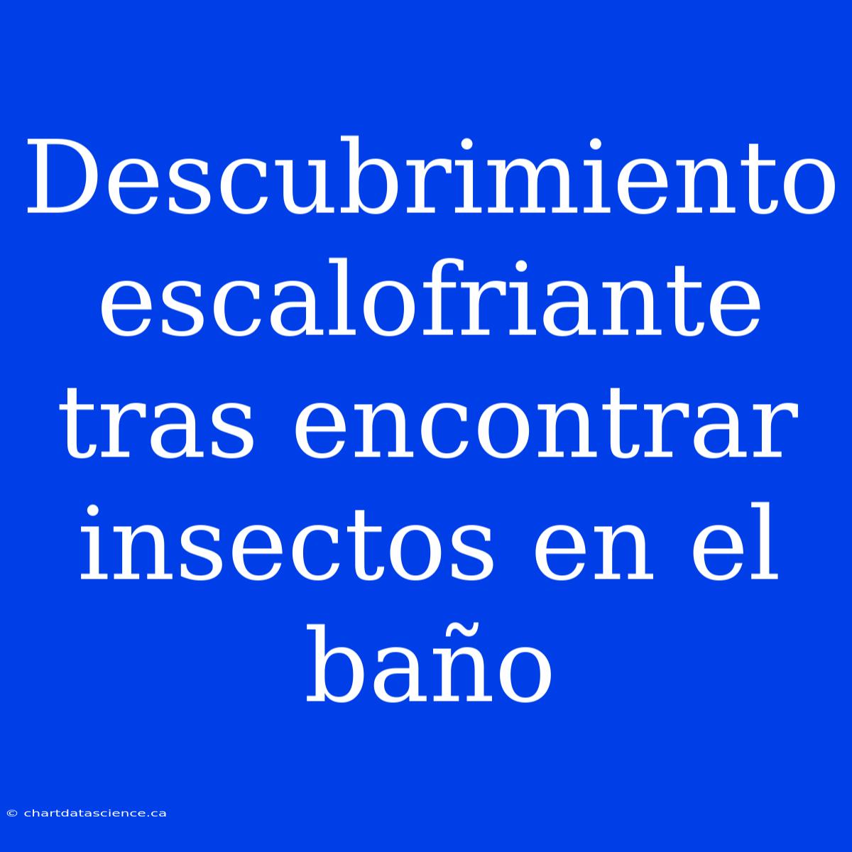 Descubrimiento Escalofriante Tras Encontrar Insectos En El Baño