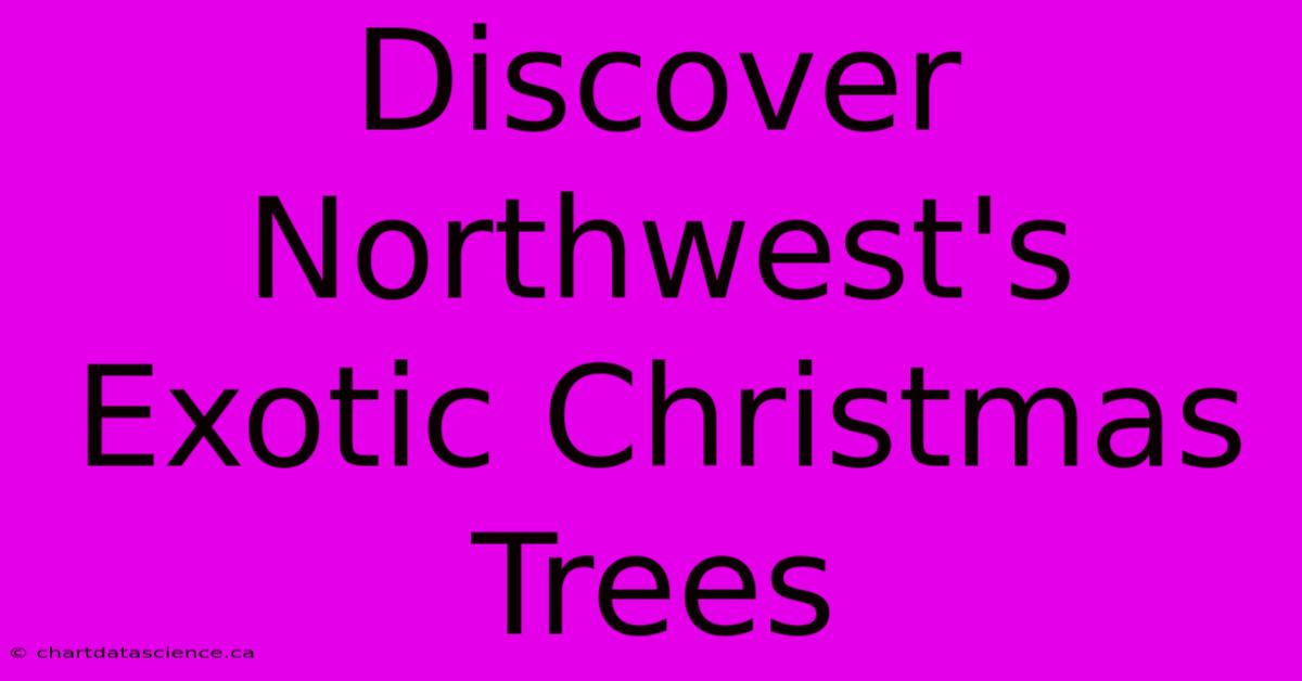 Discover Northwest's Exotic Christmas Trees