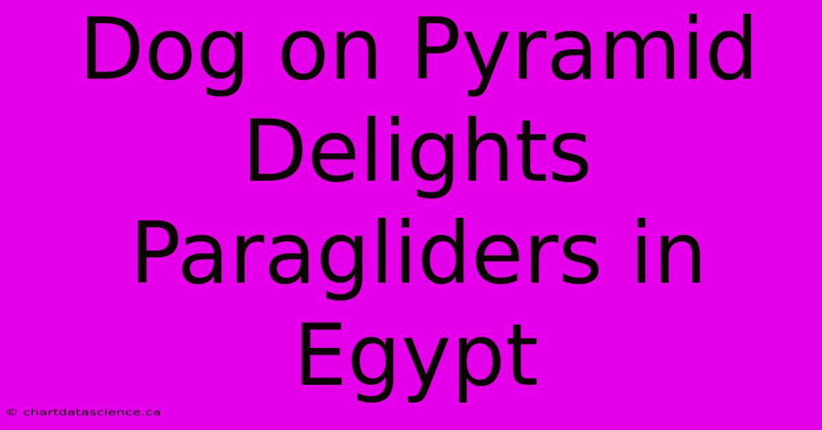 Dog On Pyramid Delights Paragliders In Egypt