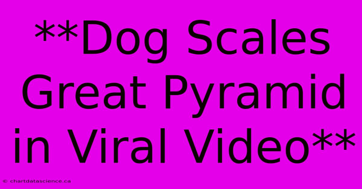 **Dog Scales Great Pyramid In Viral Video**