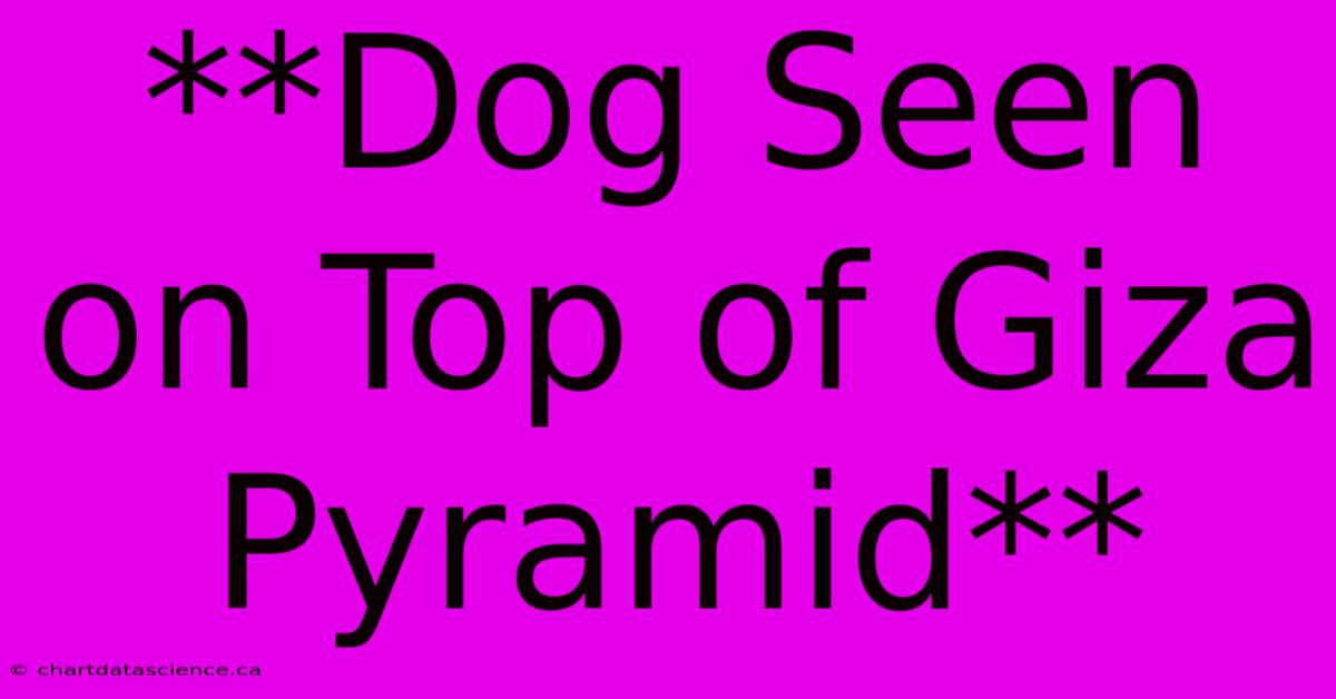 **Dog Seen On Top Of Giza Pyramid** 