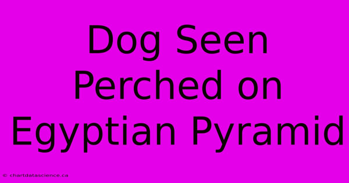 Dog Seen Perched On Egyptian Pyramid