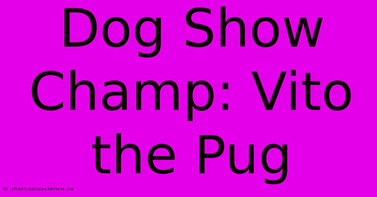 Dog Show Champ: Vito The Pug