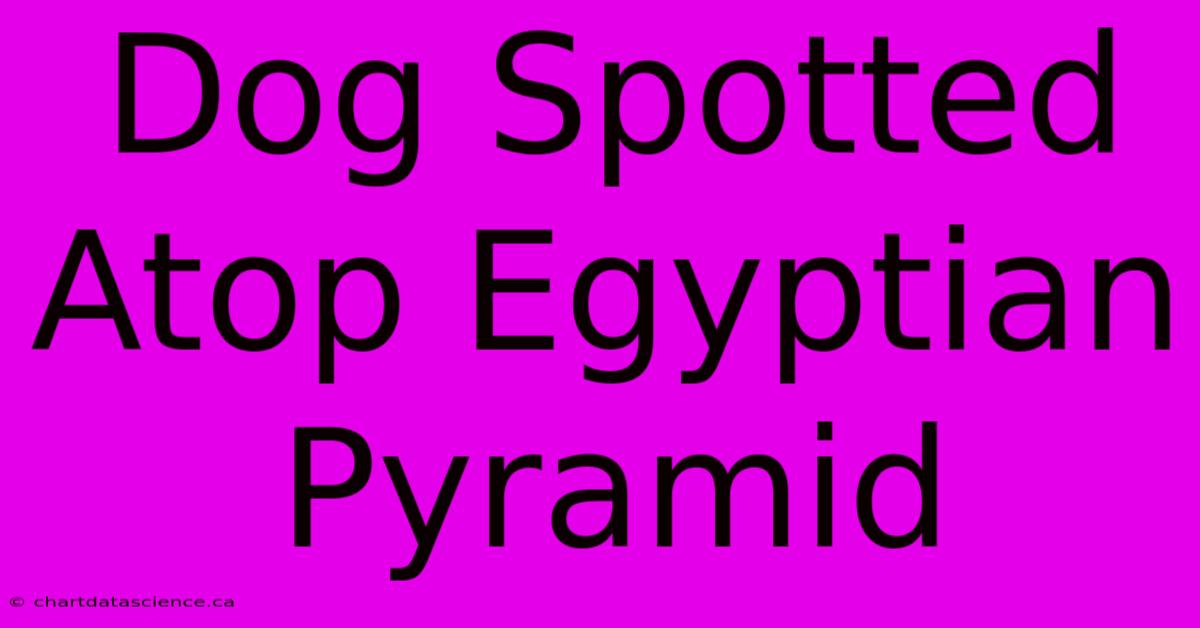 Dog Spotted Atop Egyptian Pyramid