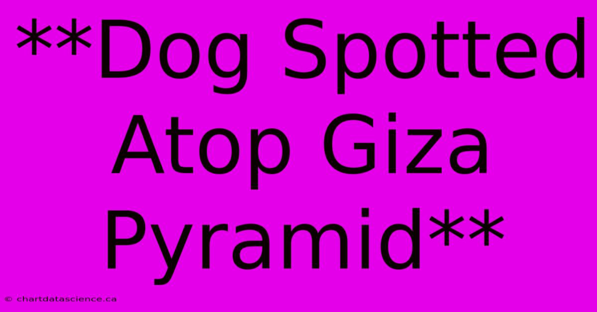 **Dog Spotted Atop Giza Pyramid**