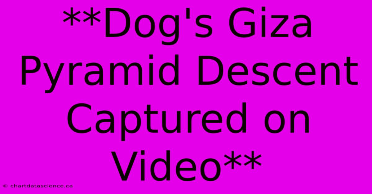 **Dog's Giza Pyramid Descent Captured On Video** 