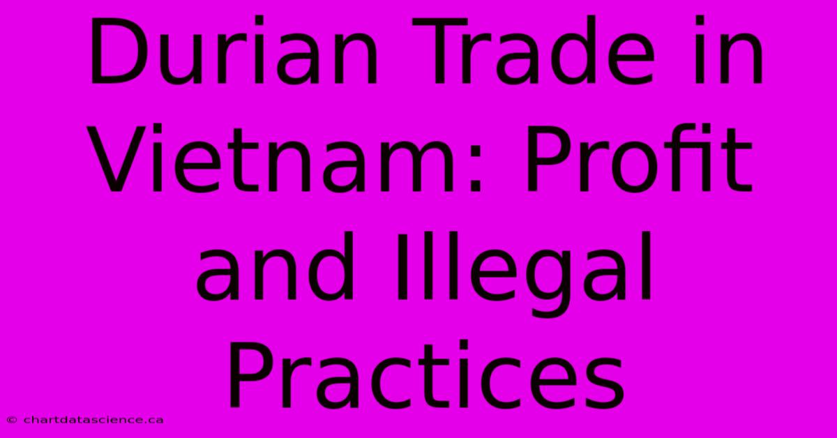 Durian Trade In Vietnam: Profit And Illegal Practices