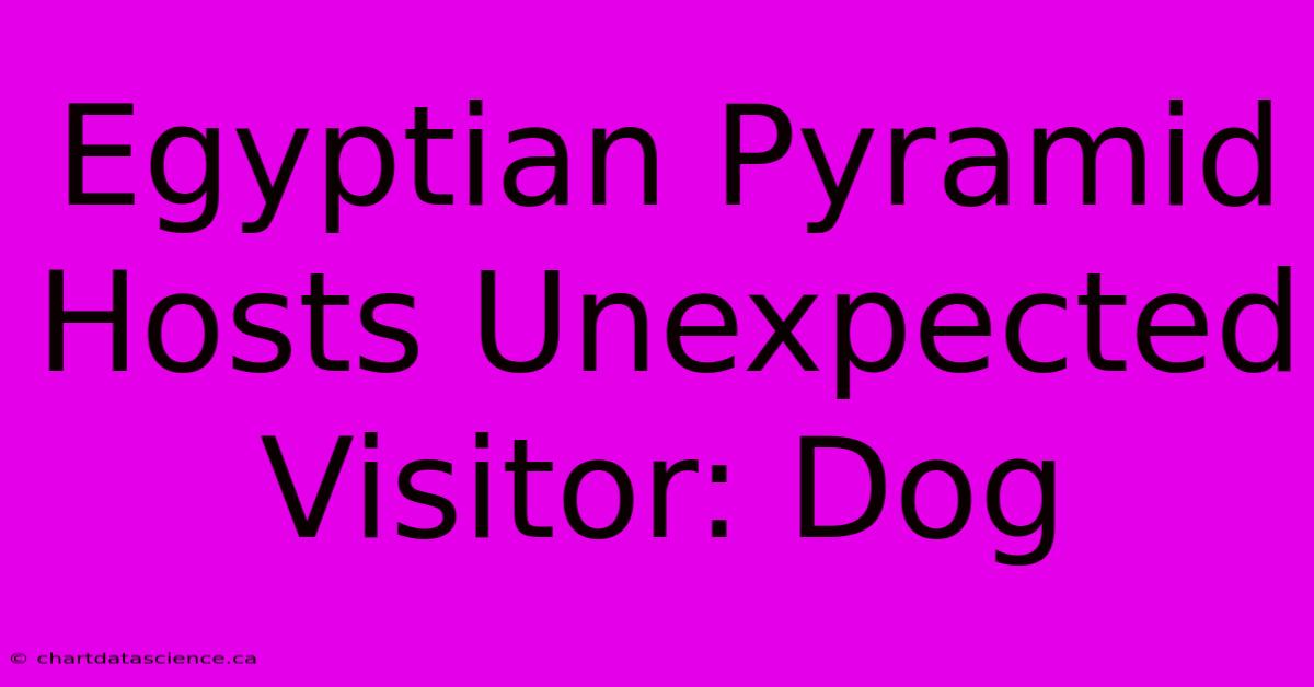 Egyptian Pyramid Hosts Unexpected Visitor: Dog 