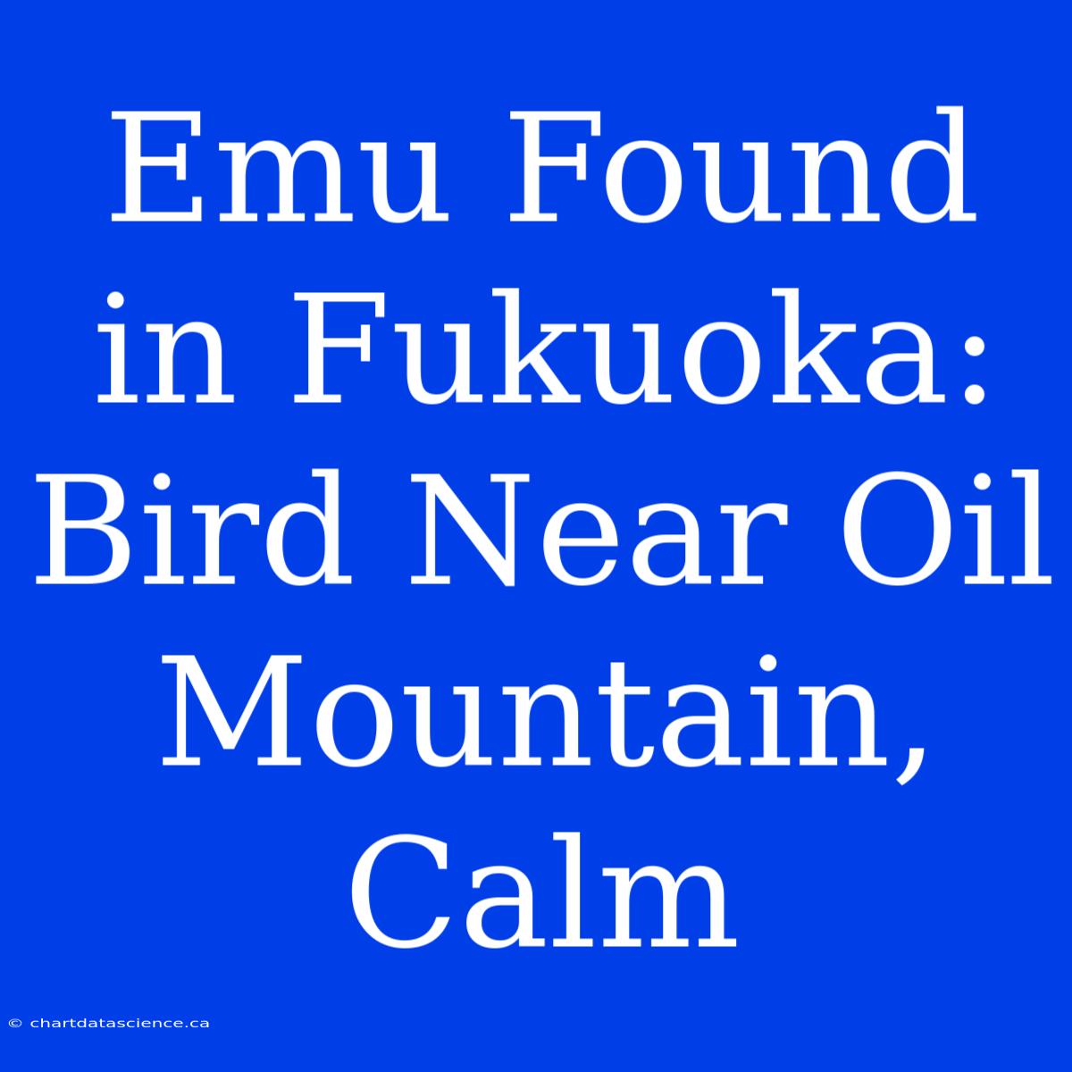 Emu Found In Fukuoka: Bird Near Oil Mountain, Calm