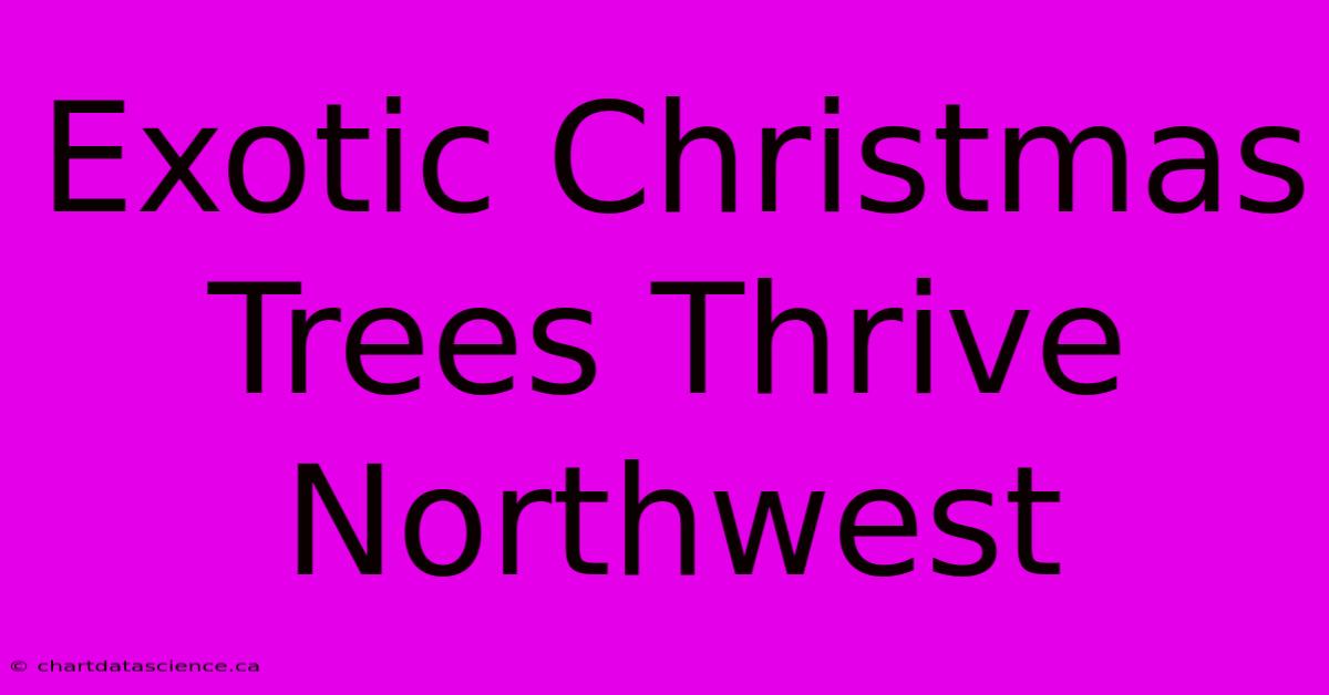 Exotic Christmas Trees Thrive Northwest