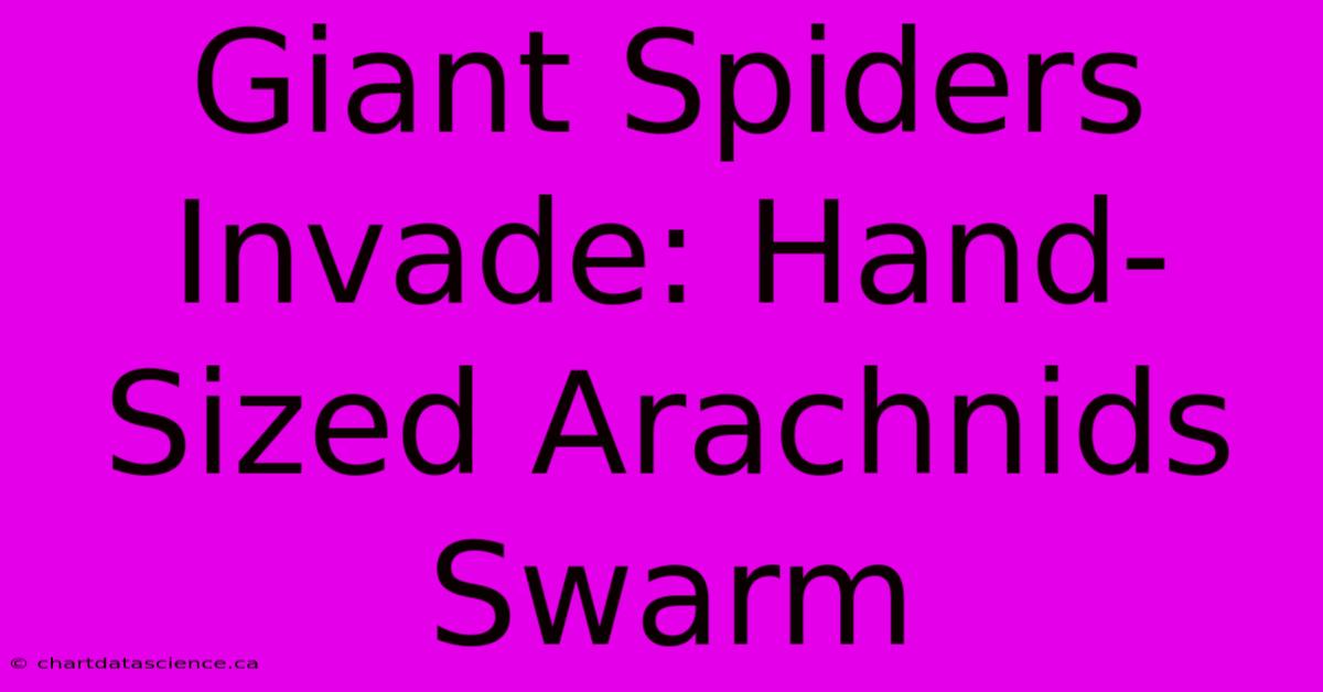 Giant Spiders Invade: Hand-Sized Arachnids Swarm 