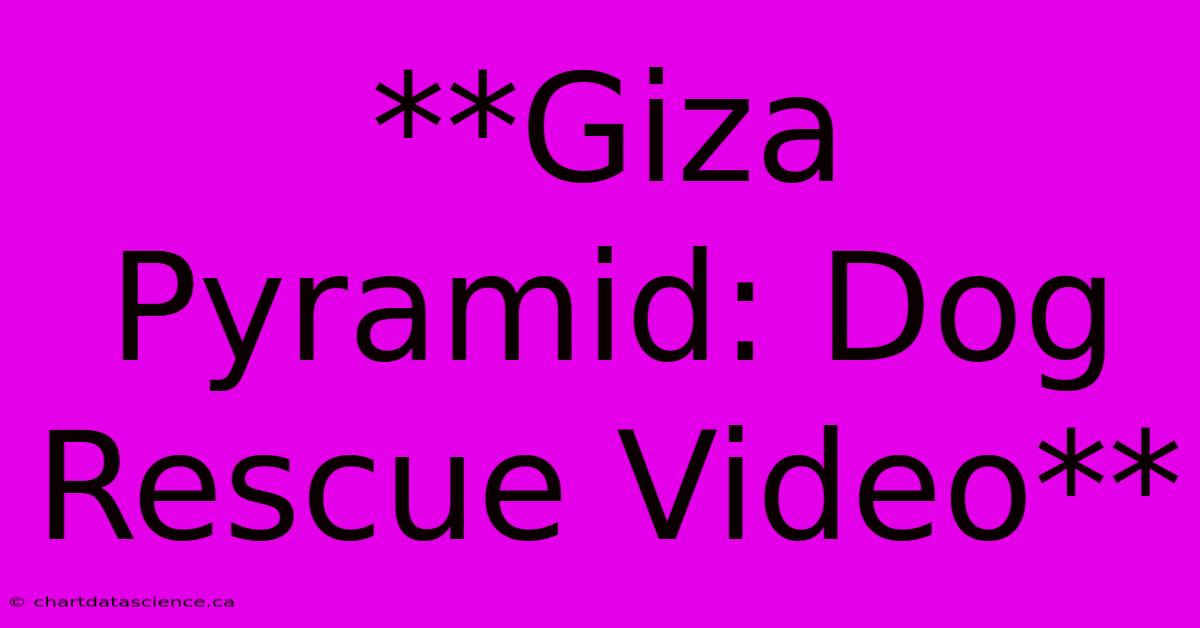 **Giza Pyramid: Dog Rescue Video**