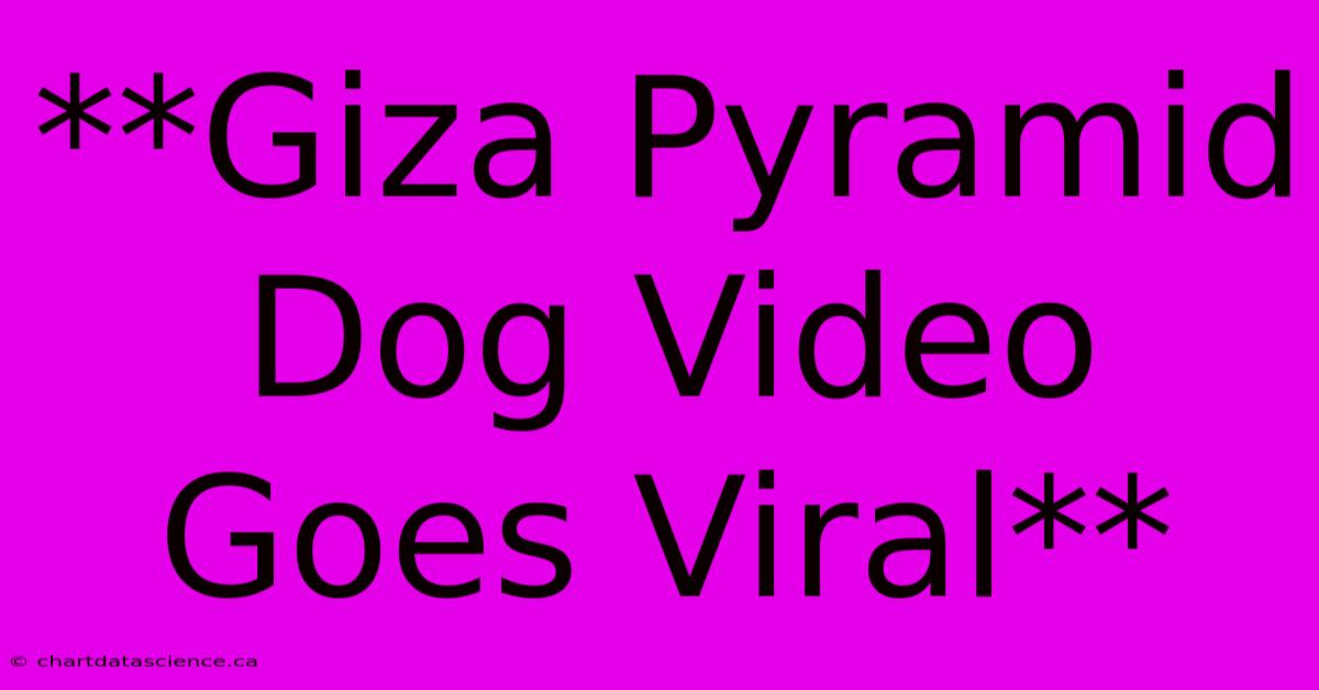 **Giza Pyramid Dog Video Goes Viral**