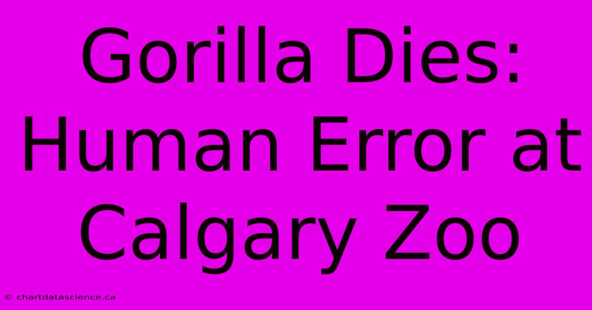 Gorilla Dies: Human Error At Calgary Zoo