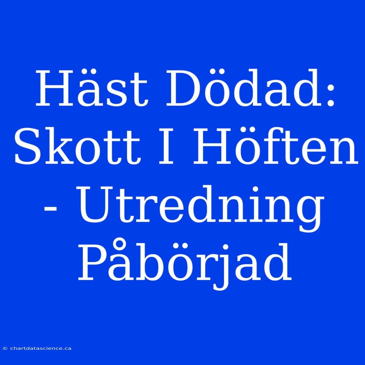 Häst Dödad: Skott I Höften - Utredning Påbörjad