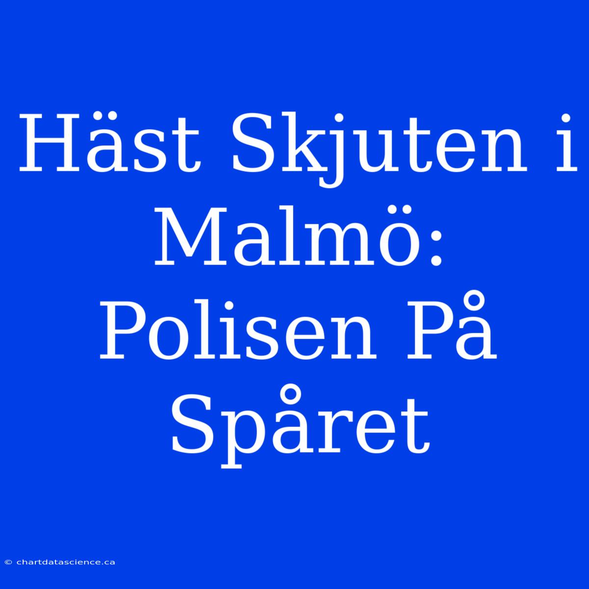 Häst Skjuten I Malmö: Polisen På Spåret