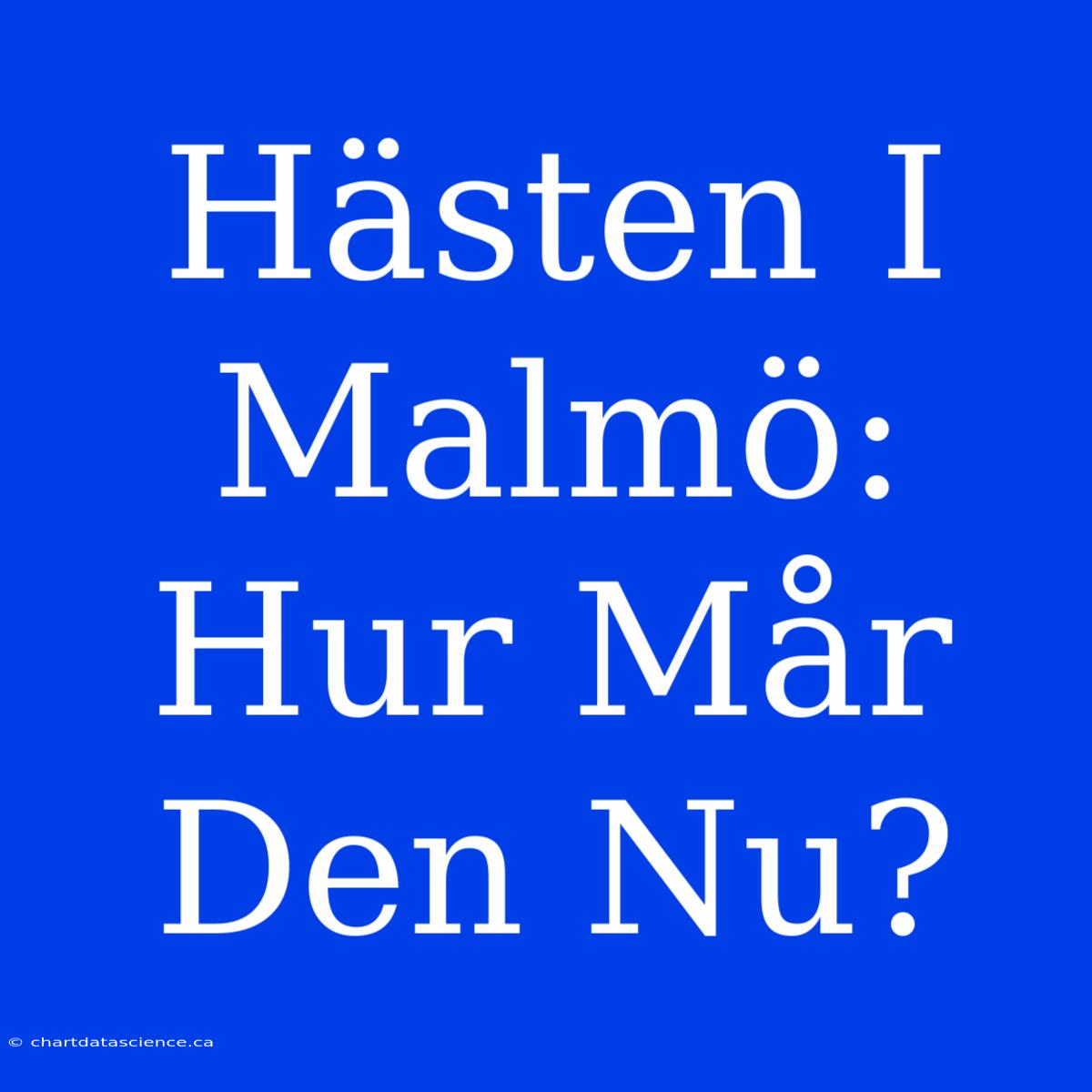 Hästen I Malmö: Hur Mår Den Nu?