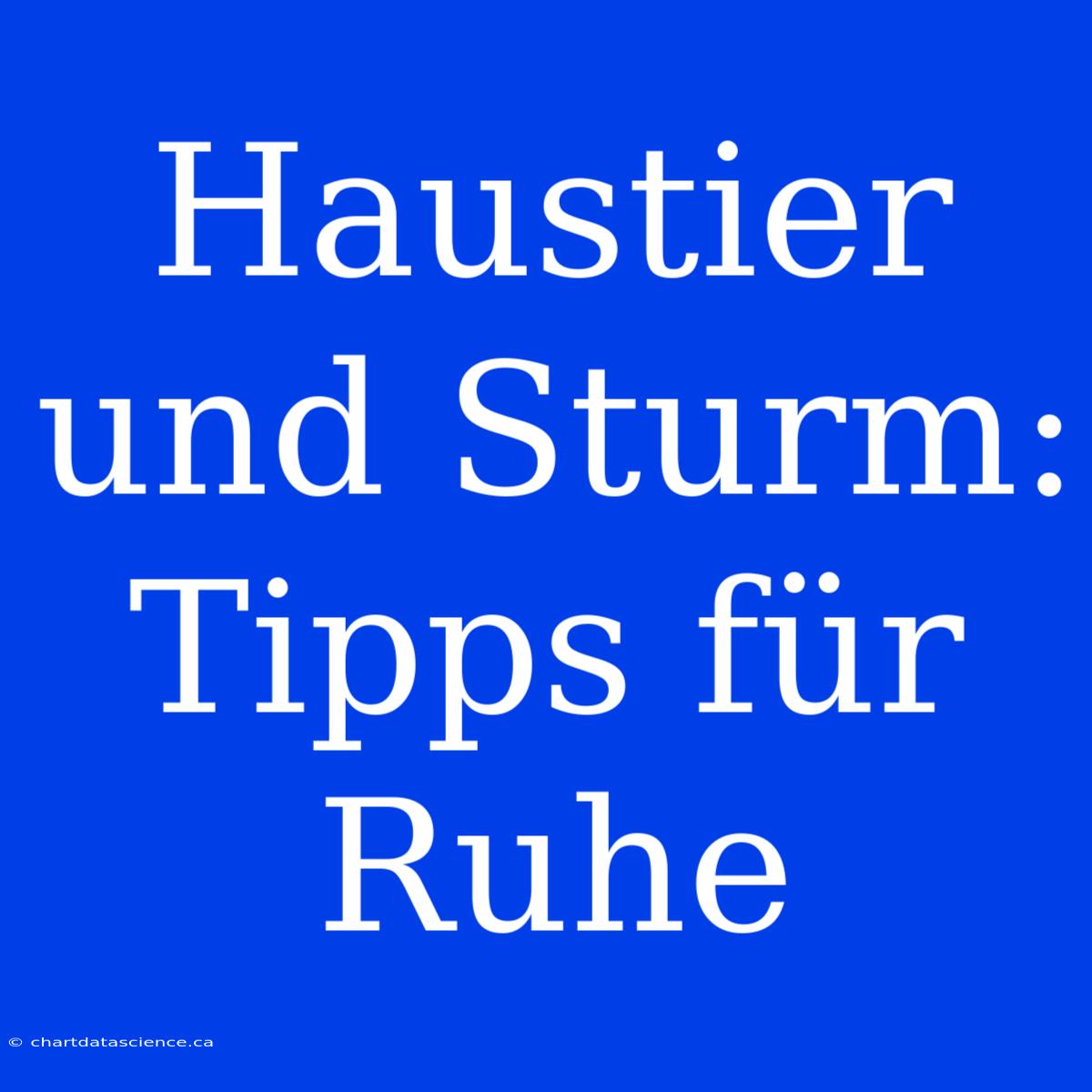 Haustier Und Sturm: Tipps Für Ruhe