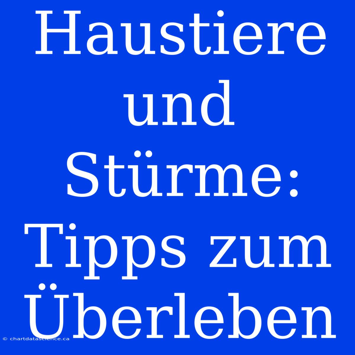 Haustiere Und Stürme: Tipps Zum Überleben