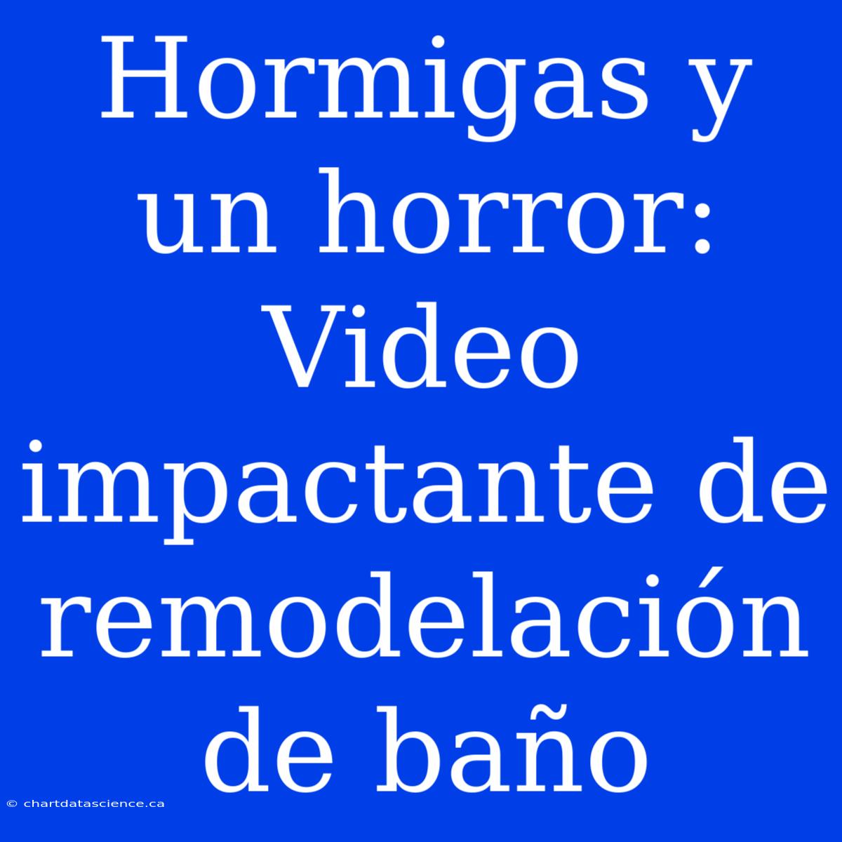 Hormigas Y Un Horror: Video Impactante De Remodelación De Baño