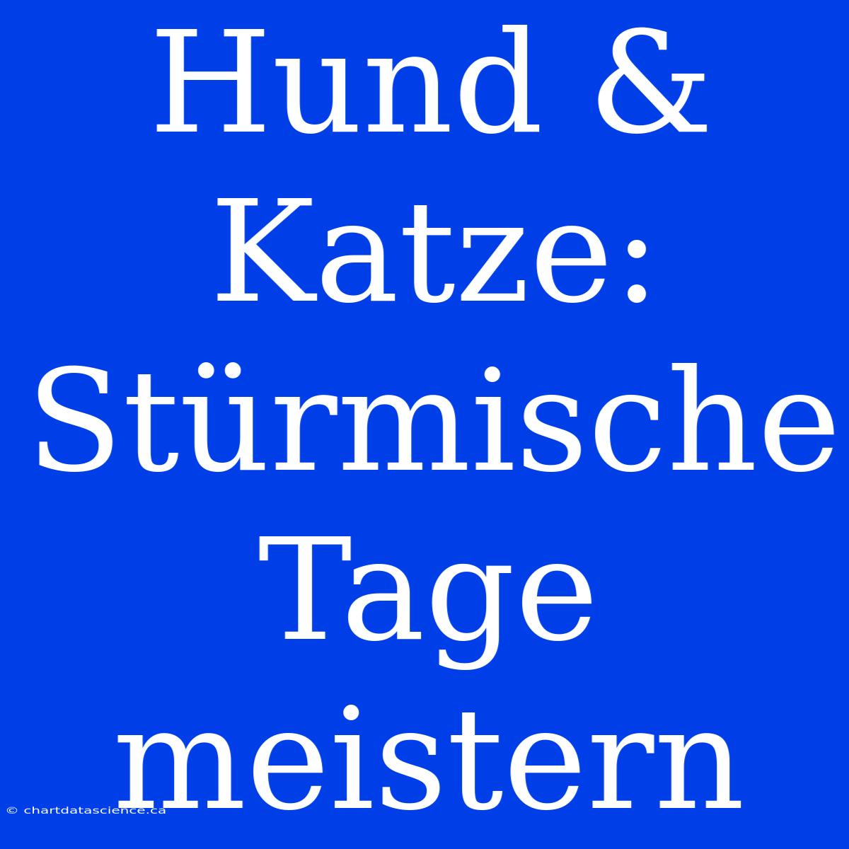 Hund & Katze: Stürmische Tage Meistern