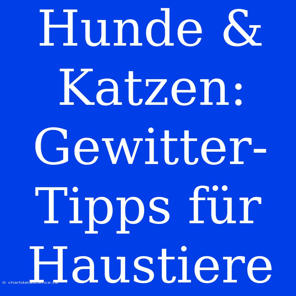 Hunde & Katzen: Gewitter-Tipps Für Haustiere